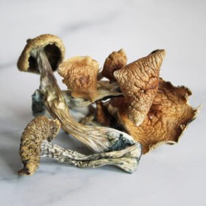 Buy Golden Teachers Magic Mushrooms Online Order Magic Mushrooms Ohio Magic Mushrooms for sale in Texas Where to buy psychedelic Florida