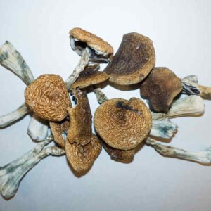 Buy Wavy Caps Mushrooms Online